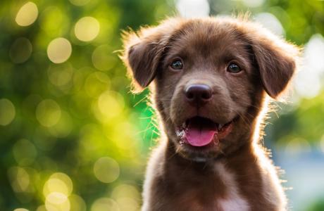 Boehringer Ingelheim Donates nearly 100,000 Pet Vaccines Doses