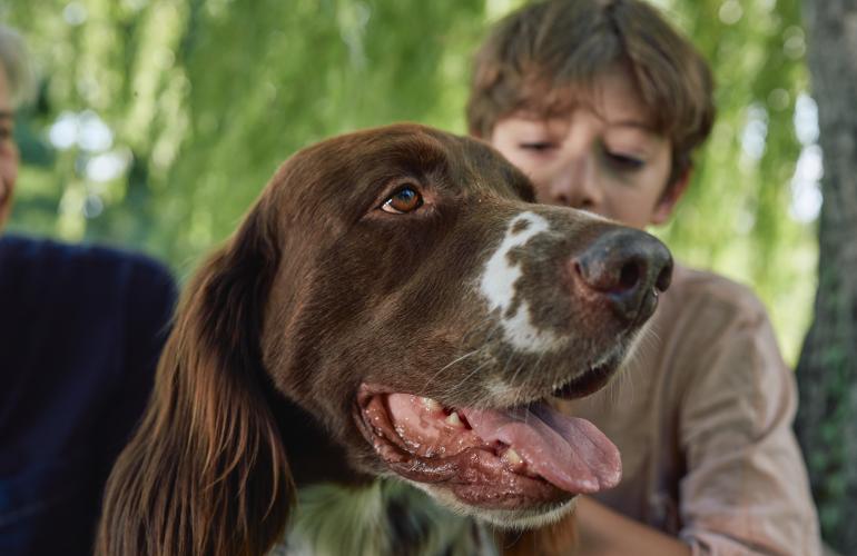 English setter and boy